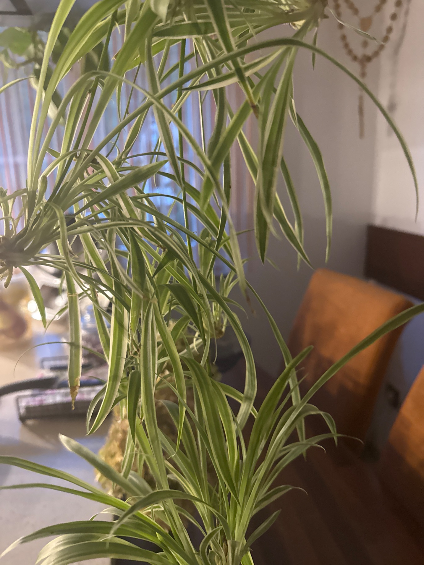 Echter Eindruck bei Zircless Demo Cafe